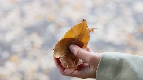 한 손이 가을 잎을 공중으로 내보니다.