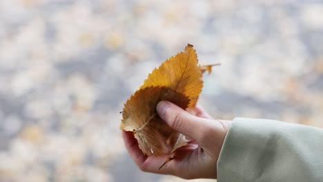 a hand releases autumn leaves into the air