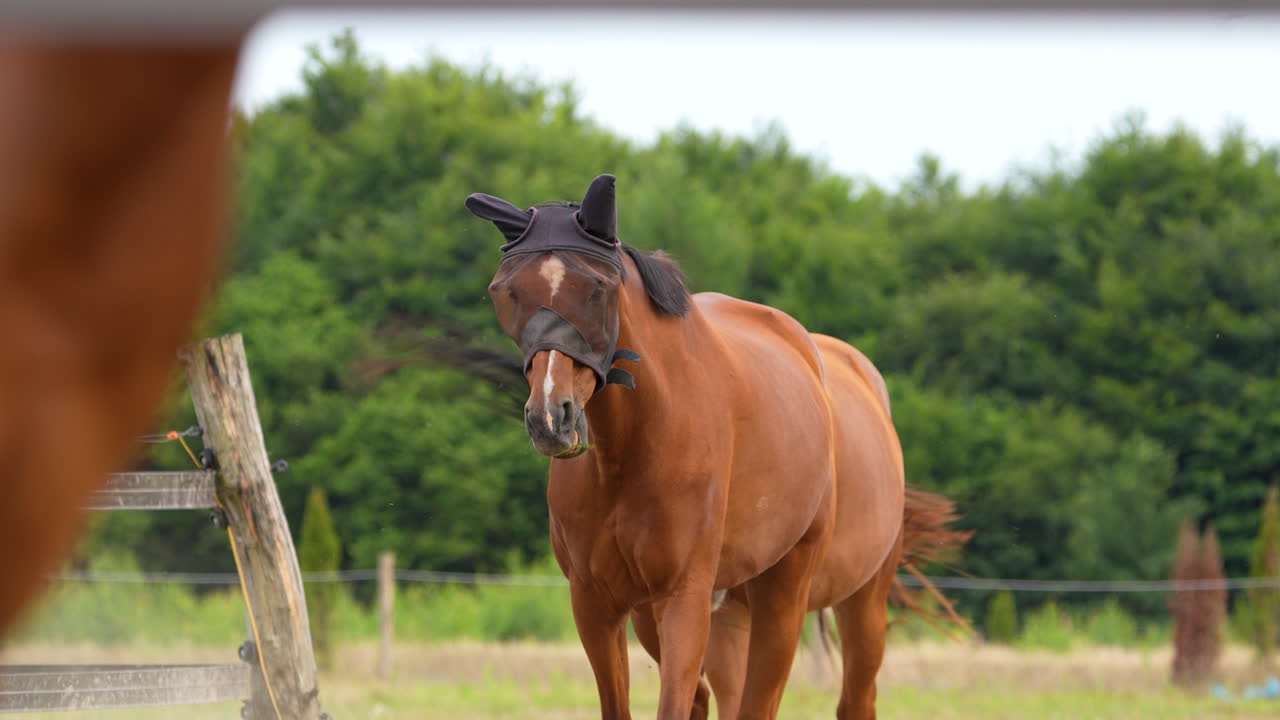 Horses wearing fly masks, standing in a paddock, viewed through a fence