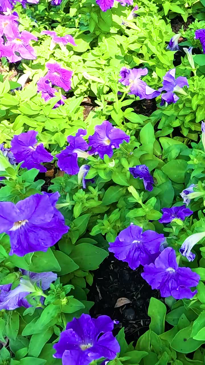 flores coloridas floreciendo en un jardín exuberante