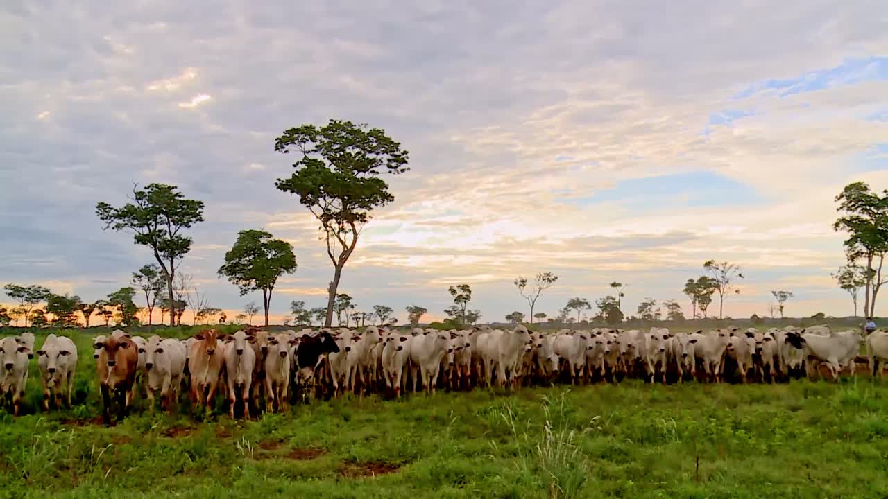 Bovini Nelore radunati in un pascolo verde, vista dal basso, tramonto in fattoria, alberi sparsi