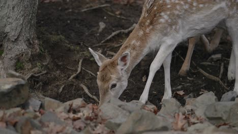 spotted deer eating tree roots in the woods in parc omega, quebec, canada - slow motion