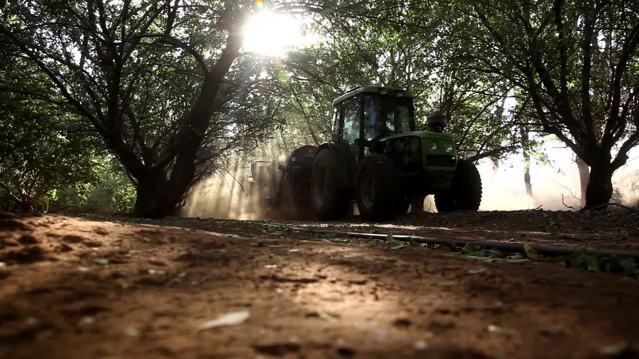 almendras siendo cosechadas por una máquina de recogida