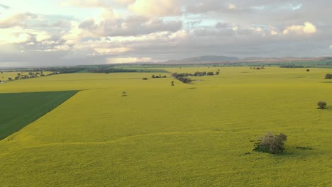 toma aérea panorámica de un campo de canola