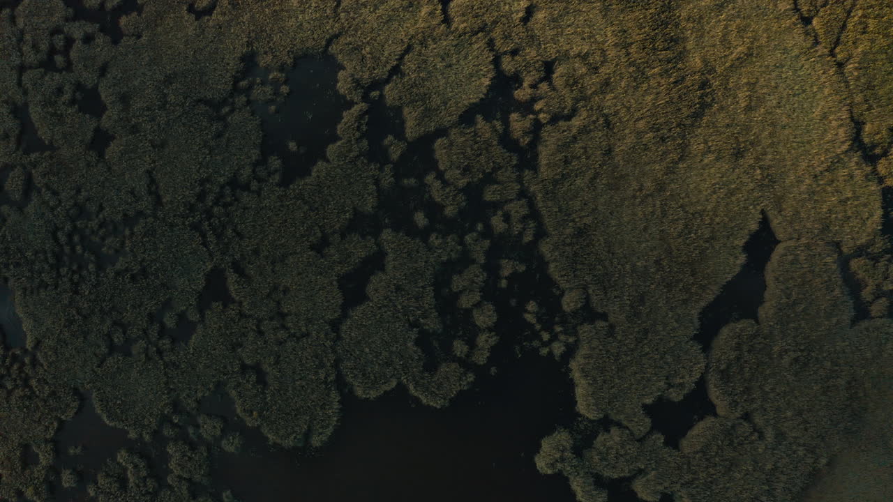 toma aérea de arriba hacia abajo de humedales, agua y bosques