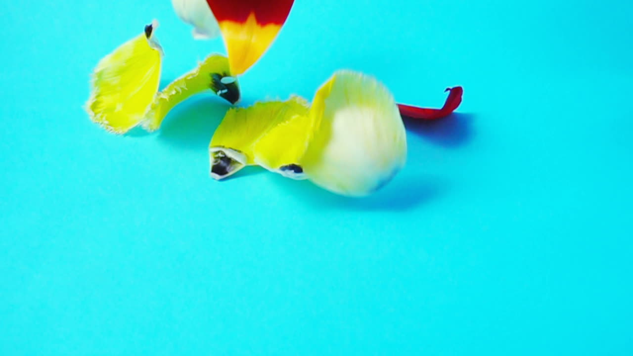 I petali dei tulipani. Slow motion. Riprese di fiori