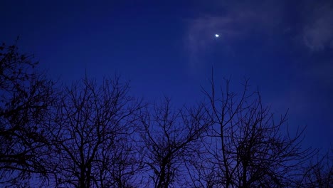 vista giratoria en cámara lenta de las ramas de los árboles y la luna al atardecer