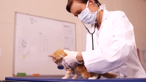 el veterinario examina a un gato