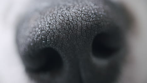 Makroaufnahme-Der-Nase-Eines-Hundes