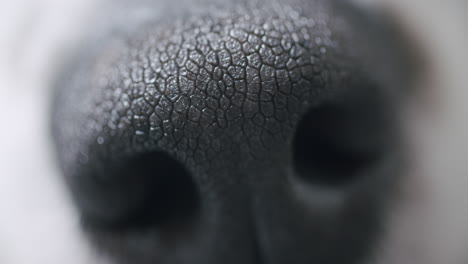 macro shot of a dogs nose