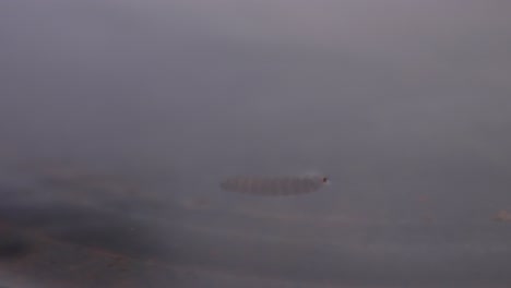 a mosquito larva floating and moving slowly underwater