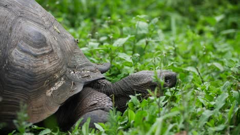 a giant land tortoise eats grass in the galapagos islands, ecuador