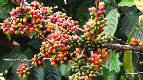 coffea tree ripe fruits ready for harvesting - coffee production industry