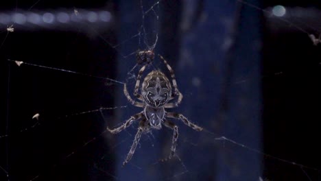 a large orb weaver spider with mottled markings across its back is hanging from its web and looking for the prey in the dark