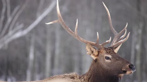 Elk-Bull-Te-Mira-Y-Sale-Del-Cuadro-A-Cámara-Lenta-Nieve-Cayendo