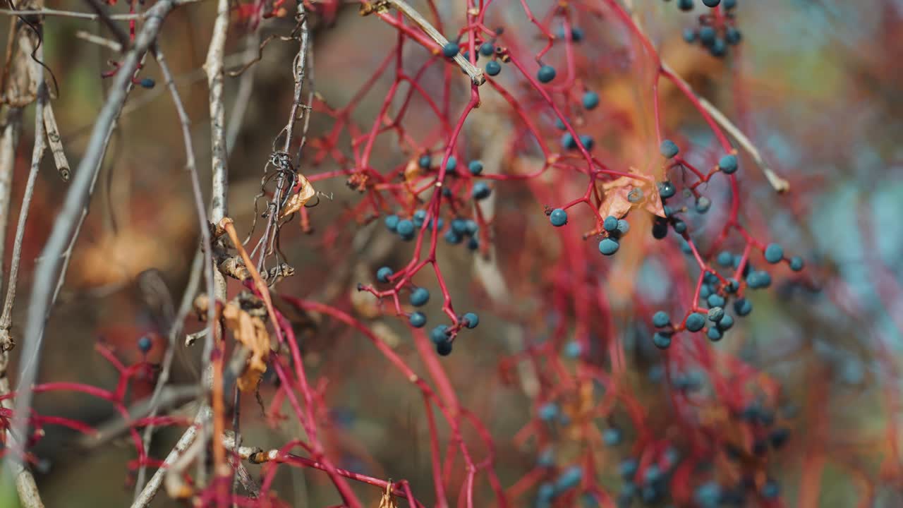 Dark blue berries of the Virginia creeper on the bright red branches