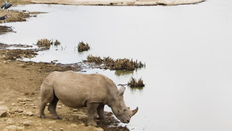 rhinoceros drinks from water hole in nairobi national park in kenya