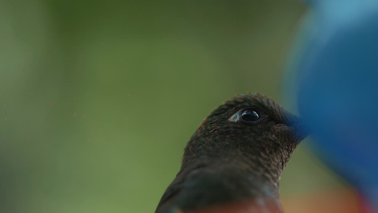 macro primer plano de una linda cara de colibrí, ojos grandes y hermosas plumas