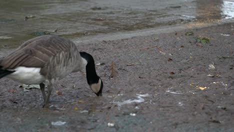 el ganso canadiense sediento bebe de un charco de barro en el suelo en un día lluvioso