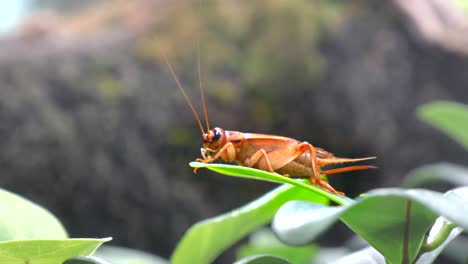 disparo de cerca de saltamontes de color naranja descansando en la hoja verde en la naturaleza, alejar el zoom