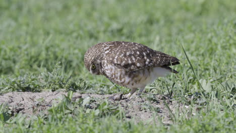 burrowing owl  or shoco, swallowing a caught mouse