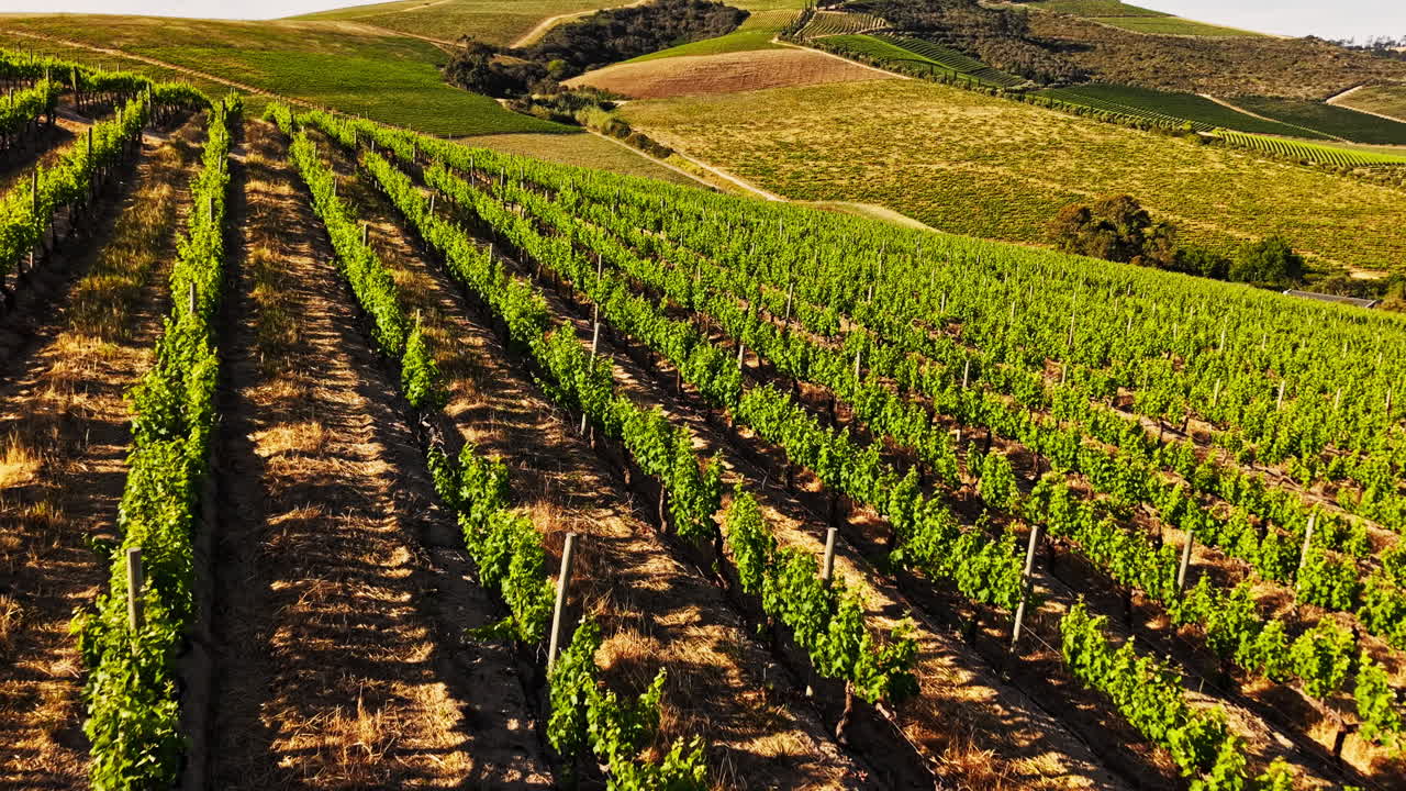 Vista aerea di filari verdi di vigneti su una collina soleggiata