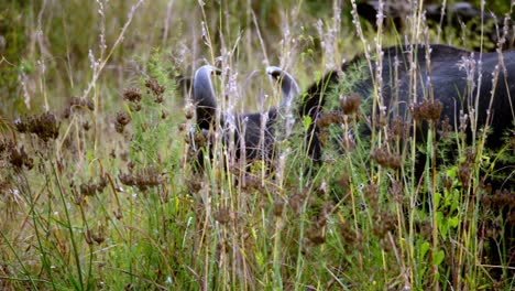 Tracking-shot-of-a-large-black-buffalo-walking-away-disappearing-behind-dense-bushes