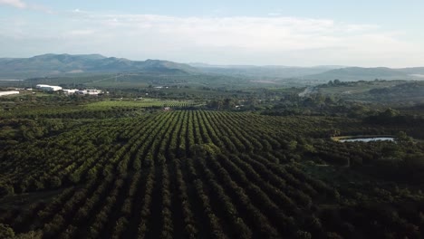 fotografía matutina de un campo de cítricos y nueces de macadamia en el valle de schagen en el corredor de maputo, mbombela, nelspruit, sudáfrica