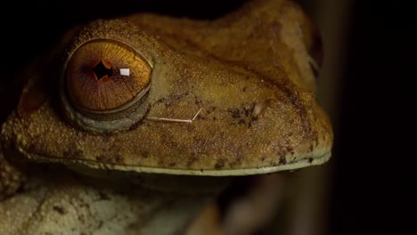 Slider-reveal-of-the-Tree-frog-Head-in-Peruvian-rain-forest-at-night