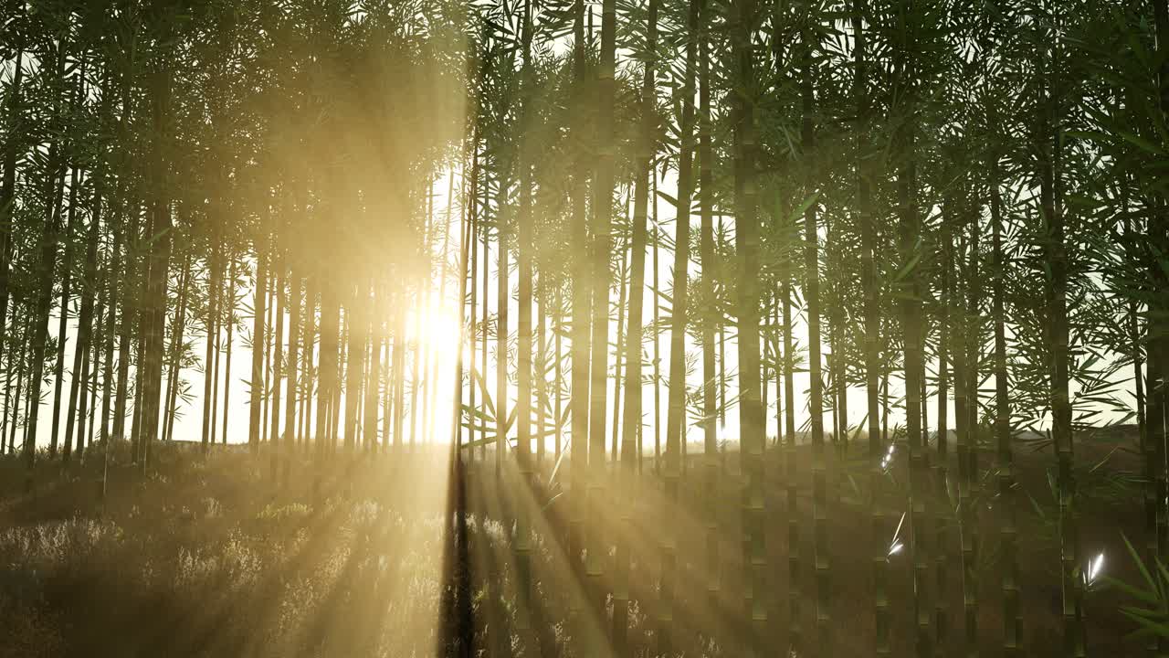 зеленый бамбуковый лес на холмах