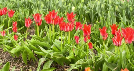 Tulpenplantage-In-Der-Niederländischen-Landwirtschaft-30