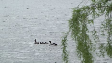 Familia-De-Patos-Con-Patitos-En-Agua-Ondulada-En-El-Lago-Día-Ventoso-Con-Helecho