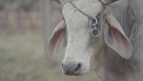 detailed scene of pale colored livestock bull head with chains around horns while it looks towards camera, stands and moves ears