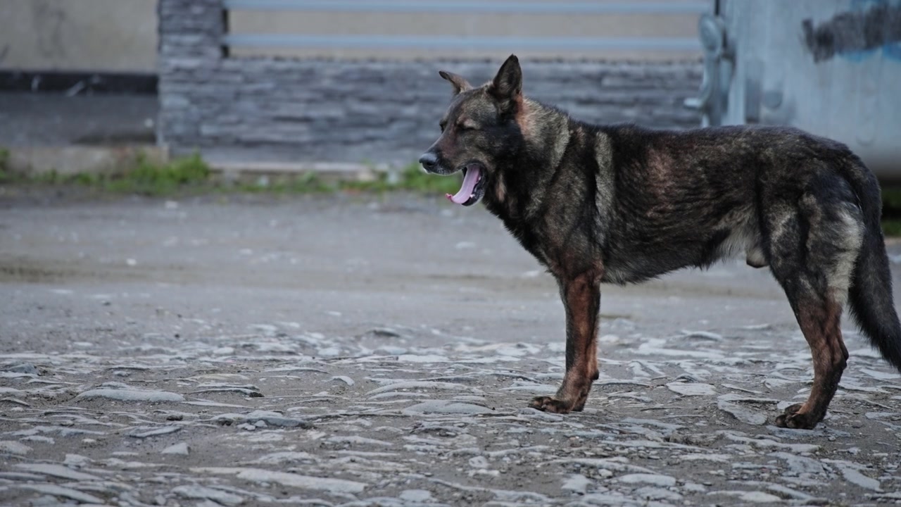 Brown street dog alone on the street