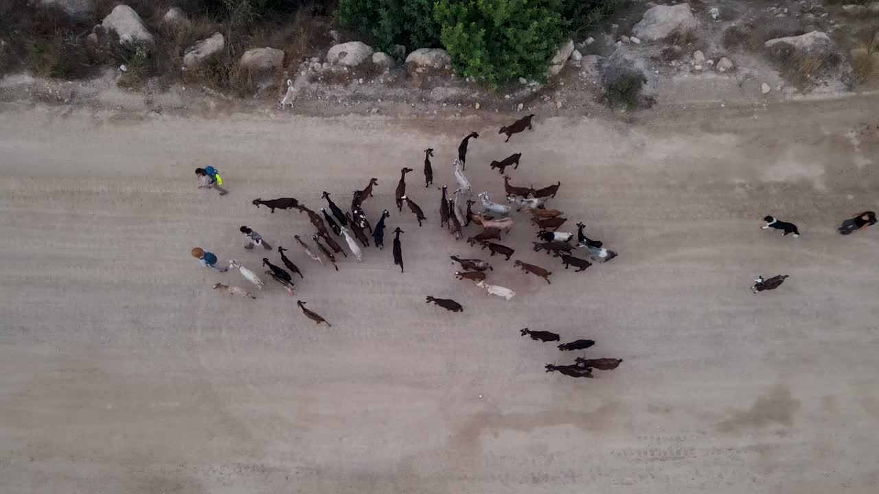 Herd of goats in the mountains of Jerusalem