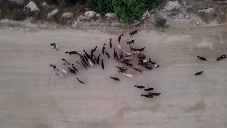 herd of goats in the mountains of jerusalem