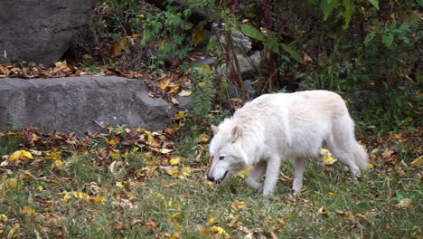 southern rocky mountain gray wolf walks along tree line past a cave entrance, then pauses to nuzzle something on the ground