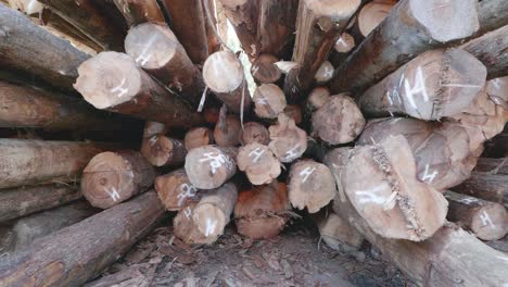 slow dolly shot into stacked fresh timber lumber at a logging site in north america