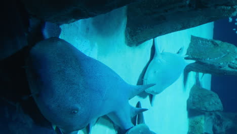 two sharks lying still in blue waters of aquarium