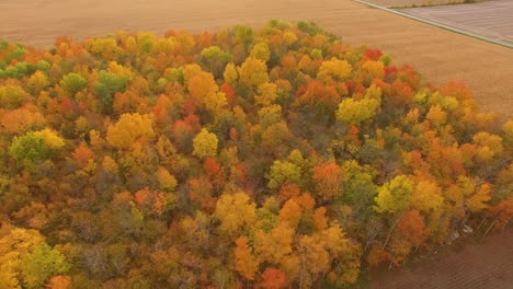 Bosque-Dorado-De-Otoño-Al-Atardecer-En-Canadá-Que-Revela-Una-Vista-De-Los-Campos-De-Maíz