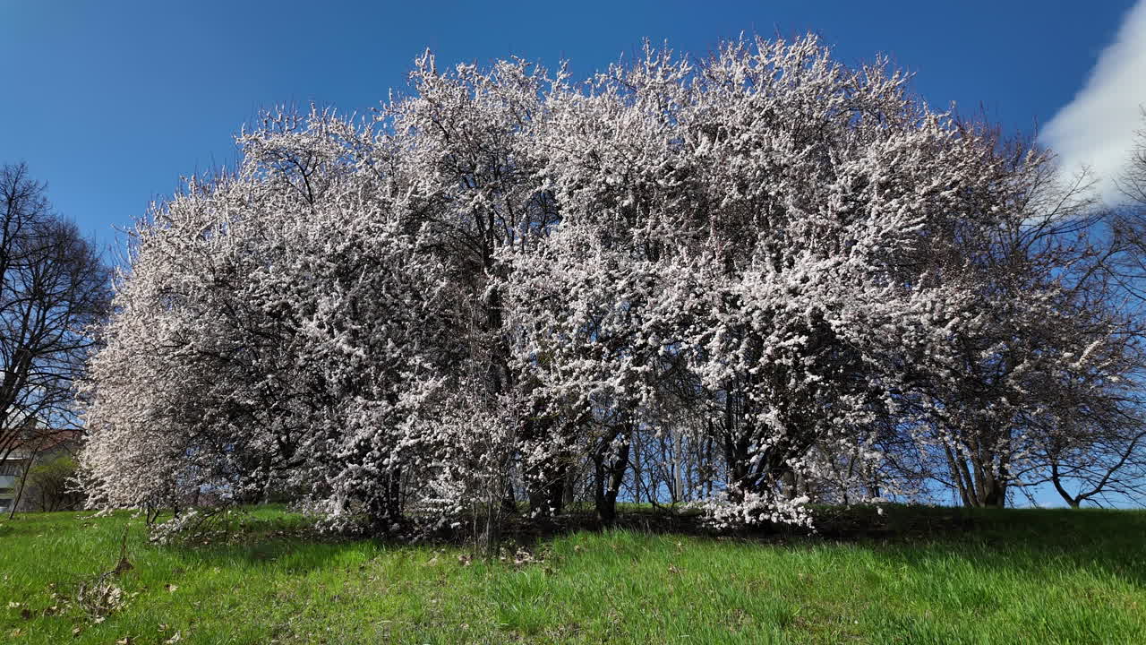 Blooming cherry trees on a spring meadow