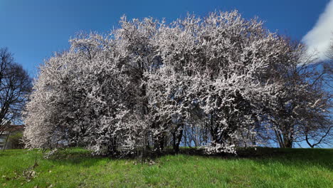blooming cherry trees on a spring meadow