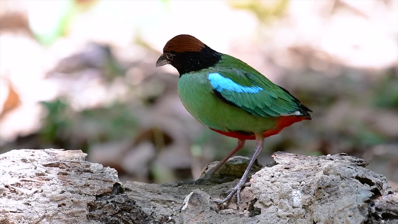 동남아시아에서 흔히 볼 수 있는 꽤 친근한 새