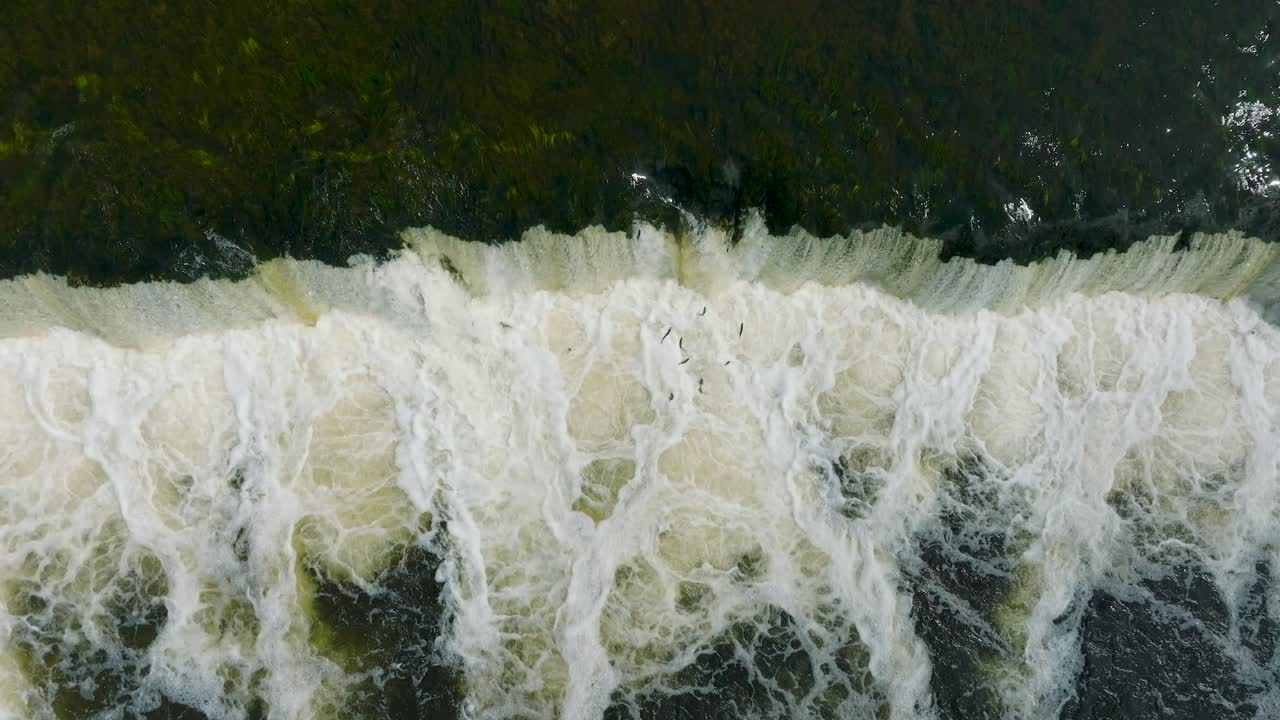 Aerial birdseye view of Vimba fish , Kuldiga, sunny spring day, slow motion descending drone shot