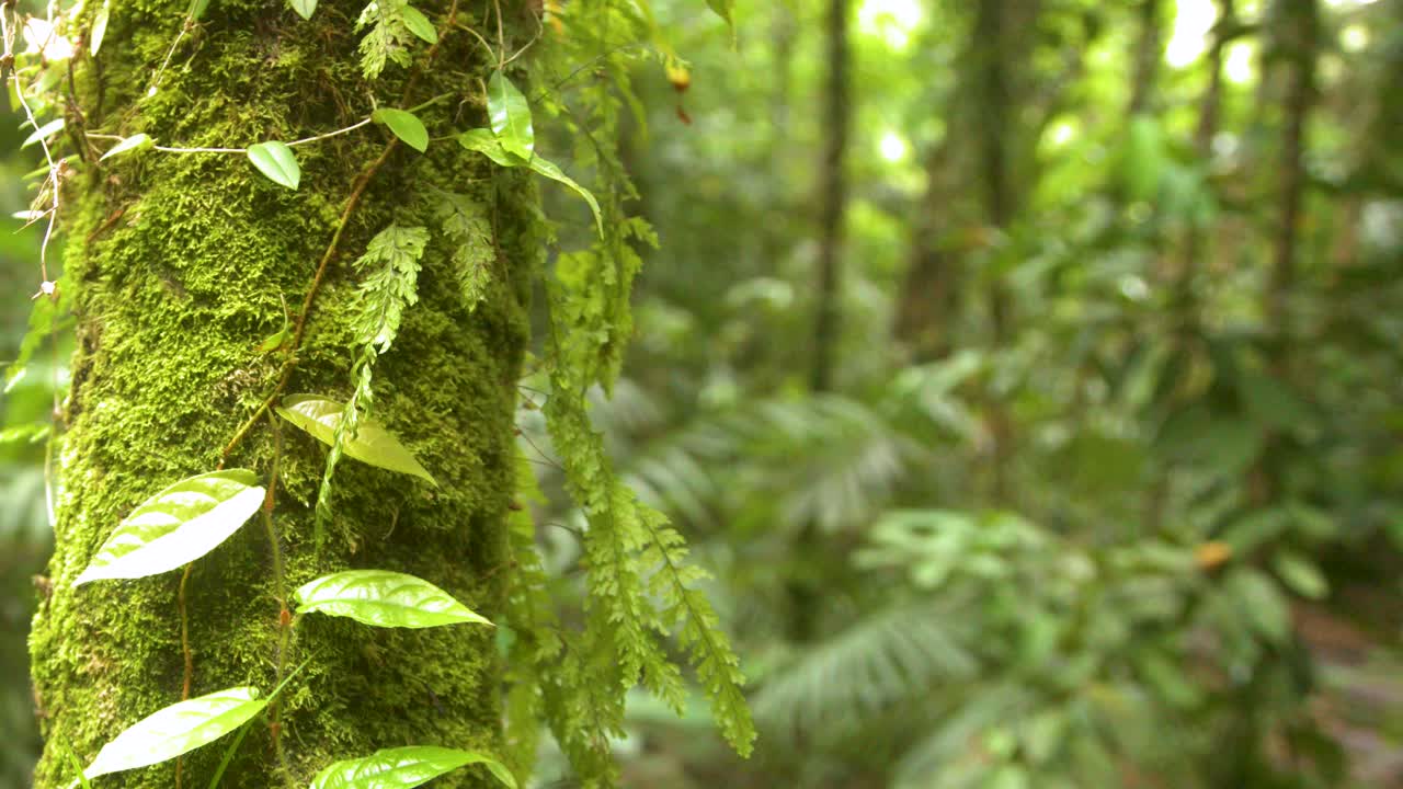 Inquadratura media statica di un tronco d'albero muschioso con piante rampicanti in una giungla lussureggiante.