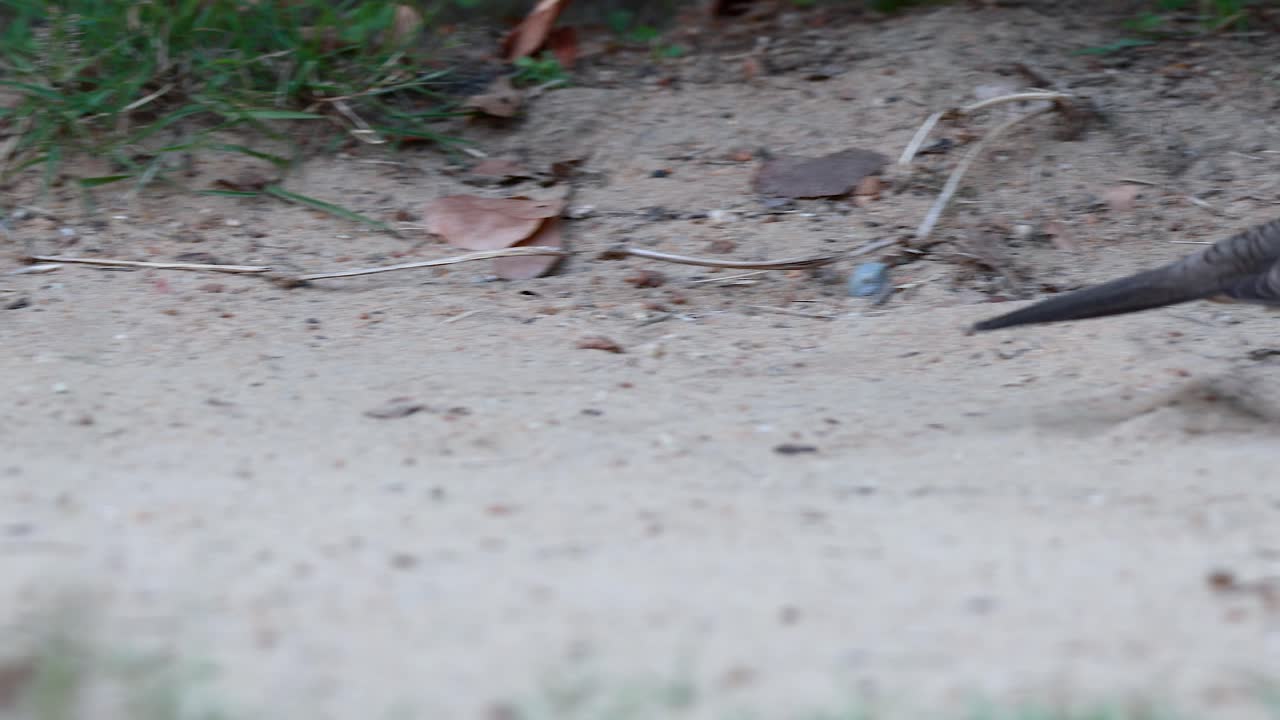 공원 의 모래 땅 에서 는 비둘기