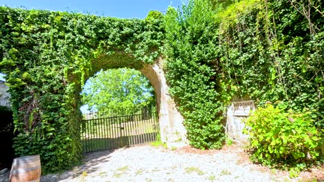 un arco sereno en un viñedo exuberante
