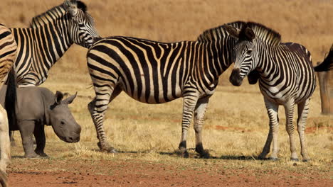baby rhino and zebras on the african savanna
