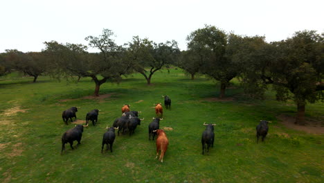 4k - footage of a cattle of bulls running in a green field