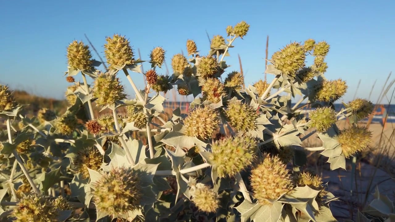 Eryngium maritimum. Fiori spinosi con foglie spinose. Fotografando dune di sabbia in estate. Fotografando di sera.